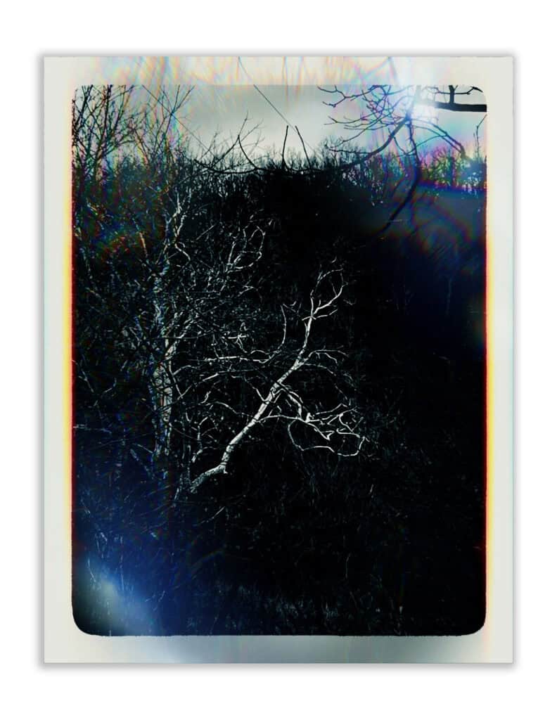 white oak copy