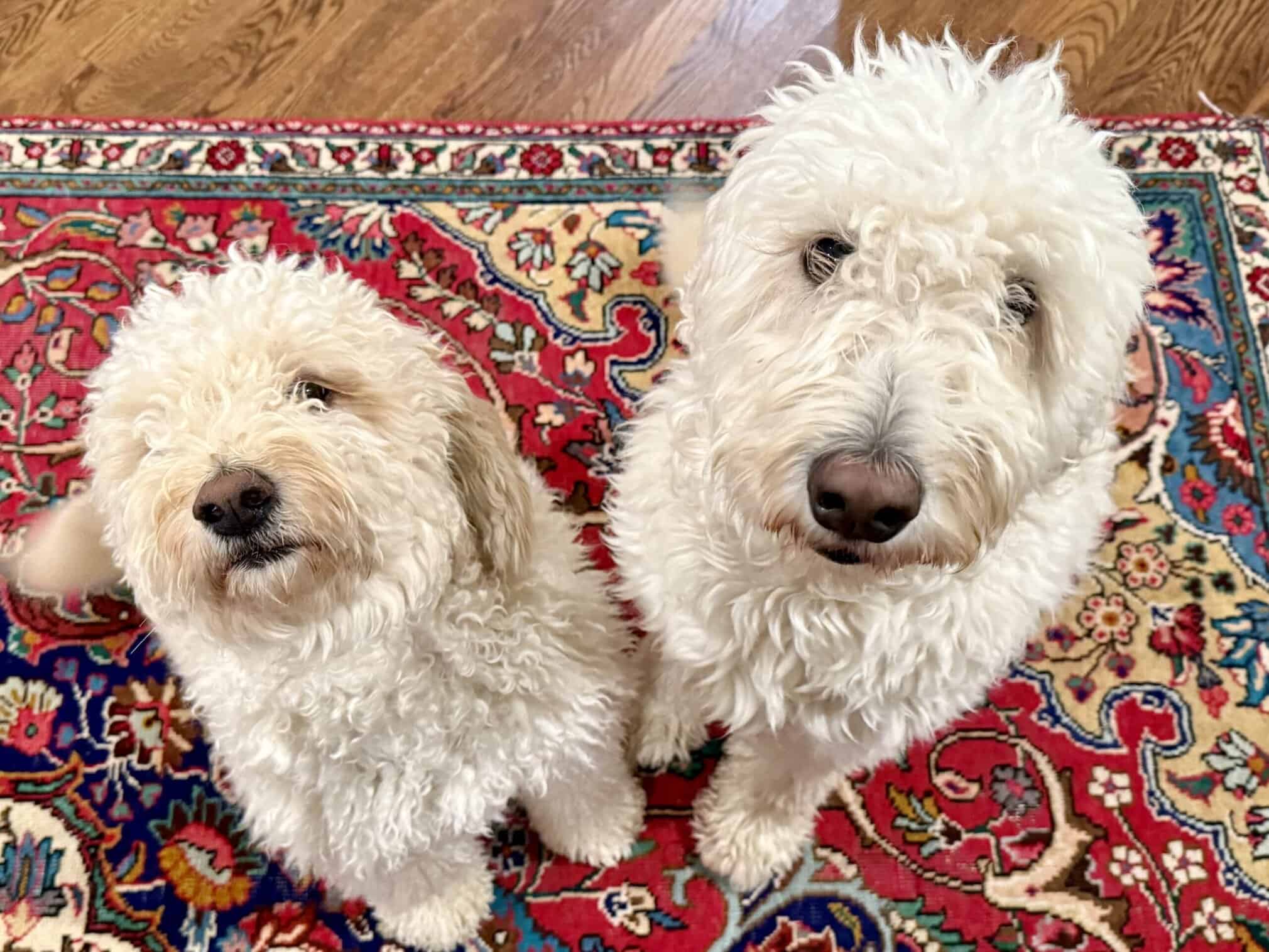 CBCD442E 6741 43C2 8F47 150A2747075B scaled